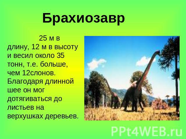 Брахиозавр 25 м в длину, 12 м в высоту и весил около 35 тонн, т.е. больше, чем 12слонов. Благодаря длинной шее он мог дотягиваться до листьев на верхушках деревьев.