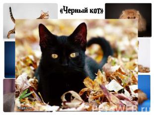 «Черный кот»