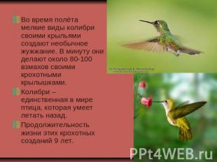 Во время полёта мелкие виды колибри своими крыльями создают необычное жужжание.