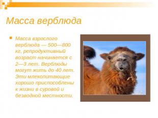 Масса верблюда Масса взрослого верблюда — 500—800 кг, репродуктивный возраст нач