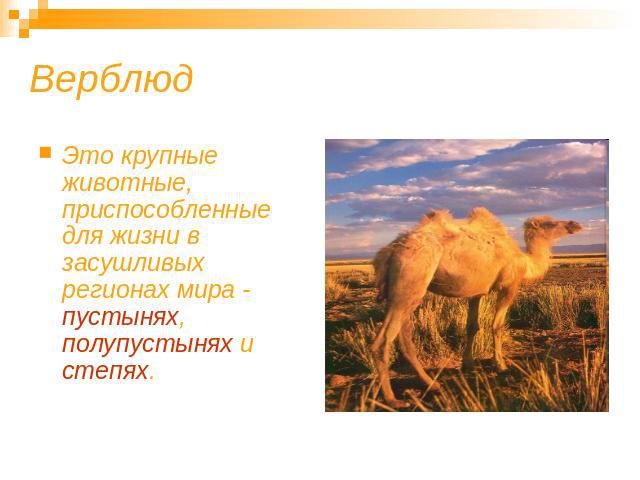 Верблюд Это крупные животные, приспособленные для жизни в засушливых регионах мира - пустынях, полупустынях и степях.