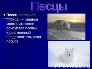 Песцы Песец, полярная лисица  — хищное млекопитающее семейства псовых, единствен