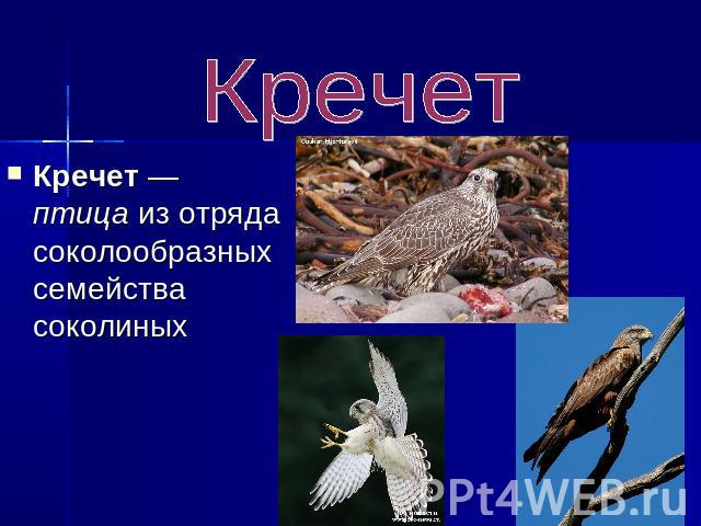 Кречет Кречет — птица из отряда соколообразных семейства соколиных