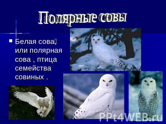 Полярные совы Белая сова, или полярная сова , птица семейства совиных .