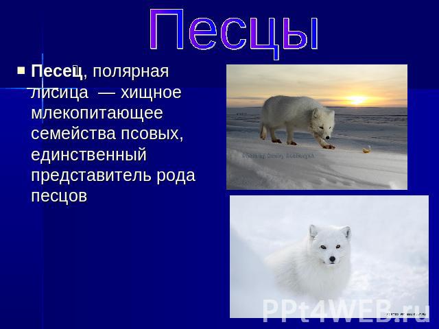 Песцы Песец, полярная лисица  — хищное млекопитающее семейства псовых, единственный представитель рода песцов