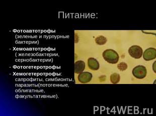 Питание: - Фотоавтотрофы (зеленые и пурпурные бактерии)- Хемоавтотрофы ( железоб