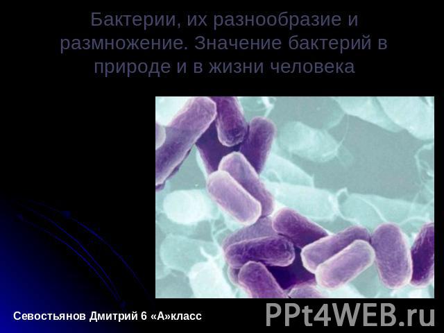 Бактерии, их разнообразие и размножение. Значение бактерий в природе и в жизни человека Севостьянов Дмитрий 6 «А»класс