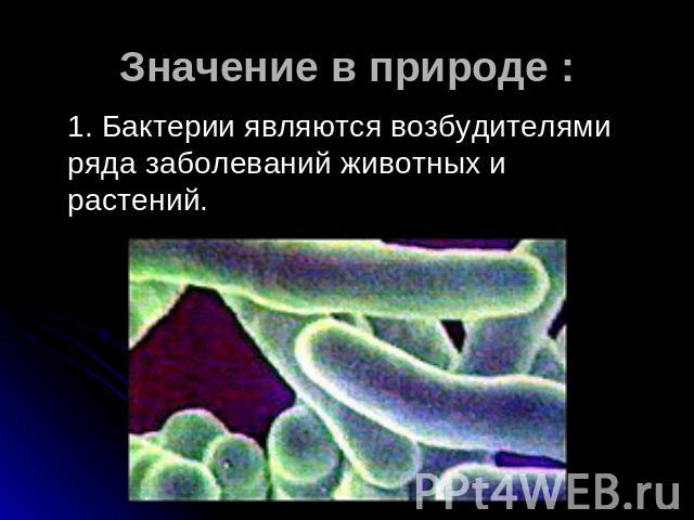 Значение в природе : 1. Бактерии являются возбудителями ряда заболеваний животных и растений.