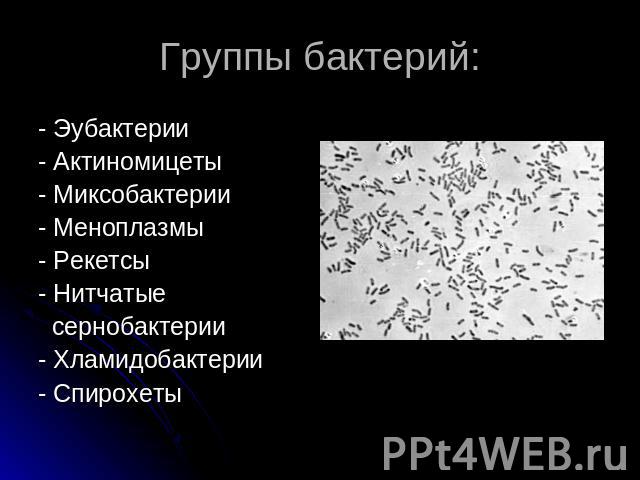 Группы бактерий: - Эубактерии- Актиномицеты- Миксобактерии- Меноплазмы- Рекетсы- Нитчатые сернобактерии- Хламидобактерии- Спирохеты