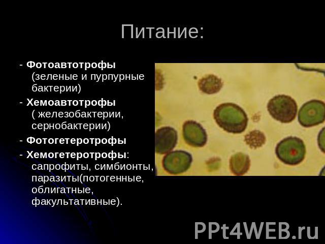 Питание: - Фотоавтотрофы (зеленые и пурпурные бактерии)- Хемоавтотрофы ( железобактерии, сернобактерии)- Фотогетеротрофы- Хемогетеротрофы: сапрофиты, симбионты, паразиты(потогенные, облигатные, факультативные).