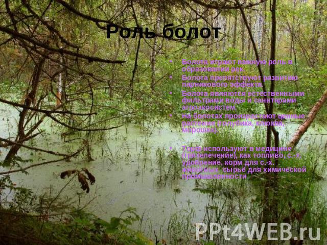 Роль болот Болота играют важную роль в образовании рек.Болота препятствуют развитию парникового эффекта. Болота являются естественными фильтрами воды и санитарами агроэкосистем.На болотах произрастают ценные растения (голубика, клюква, морошка).Торф…
