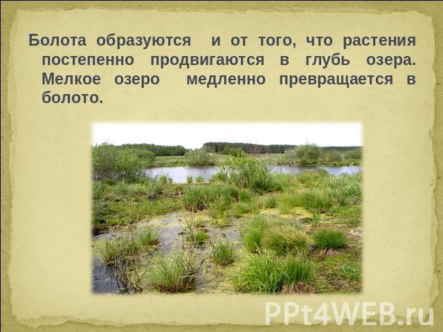 Болота образуются и от того, что растения постепенно продвигаются в глубь озера. Мелкое озеро медленно превращается в болото.