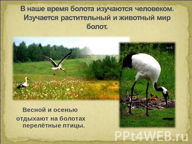 В наше время болота изучаются человеком. Изучается растительный и животный мир болот. Весной и осенью отдыхают на болотах перелётные птицы.