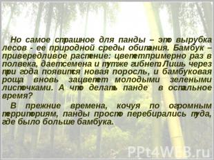 Но самое страшное для панды – это вырубка лесов - ее природной среды обитания. Б