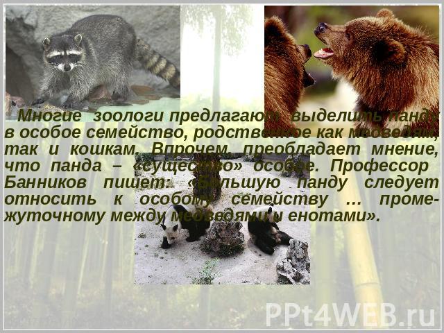 Многие зоологи предлагают выделить панду в особое семейство, родственное как медведям, так и кошкам. Впрочем, преобладает мнение, что панда – «существо» особое. Профессор Банников пишет: «Большую панду следует относить к особому семейству … проме-жу…