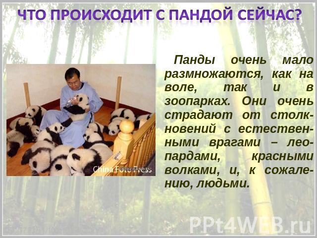 Что происходит с пандой сейчас? Панды очень мало размножаются, как на воле, так и в зоопарках. Они очень страдают от столк-новений с естествен-ными врагами – лео-пардами, красными волками, и, к сожале-нию, людьми.