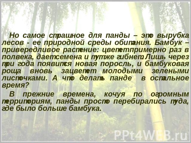 Но самое страшное для панды – это вырубка лесов - ее природной среды обитания. Бамбук – привередливое растение: цветет примерно раз в полвека, дает семена и тут же гибнет. Лишь через три года появится новая поросль, и бамбуковая роща вновь зацветет …