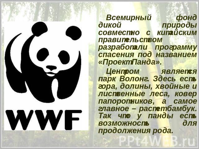 Всемирный фонд дикой природы совместно с китайским правительством разработали программу спасения под названием «Проект Панда».Центром является парк Волонг. Здесь есть гора, долины, хвойные и лиственные леса, ковер папоротников, а самое главное – рас…