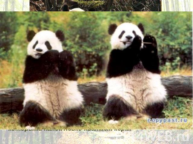 Весьма полезной отличительной чертой панды является подобие шестого большого пальца на передних лапах. На самом деле, это обросшие мясистыми подушечками отростки запястных костей, которыми панда ловко хватает корм.
