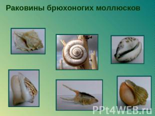 Раковины брюхоногих моллюсков