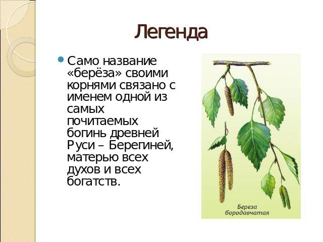 Само название «берёза» своими корнями связано с именем одной из самых почитаемых богинь древней Руси – Берегиней, матерью всех духов и всех богатств.