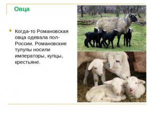 Когда-то Романовская овца одевала пол- России. Романовские тулупы носили императ