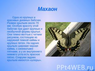 Махаон Одна из крупных и красивых дневных бабочек. Размах крыльев около 70 мм. О