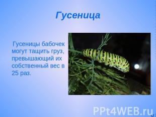 Гусеница Гусеницы бабочек могут тащить груз, превышающий их собственный вес в 25