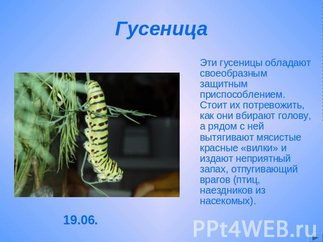 Гусеница Эти гусеницы обладают своеобразным защитным приспособлением. Стоит их потревожить, как они вбирают голову, а рядом с ней вытягивают мясистые красные «вилки» и издают неприятный запах, отпугивающий врагов (птиц, наездников из насекомых).