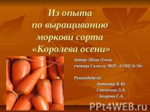 Из опыта по выращиванию моркови сорта «Королева осени»