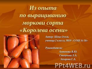 Из опыта по выращиванию моркови сорта «Королева осени»Автор: Шека Олеся, ученица