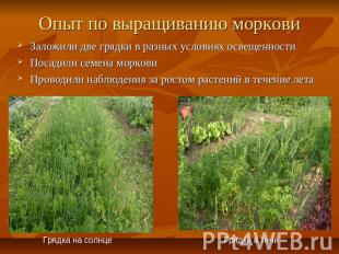 Опыт по выращиванию морковиЗаложили две грядки в разных условиях освещенностиПос