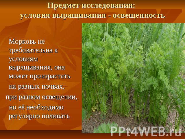Предмет исследования: условия выращивания - освещенностьМорковь не требовательна к условиям выращивания, она может произрастать на разных почвах, при разном освещении, но её необходимо регулярно поливать