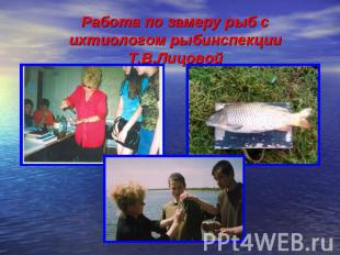 Работа по замеру рыб с ихтиологом рыбинспекции Т.В.Лицовой