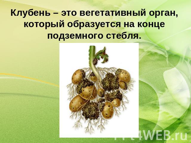 Клубень – это вегетативный орган, который образуется на конце подземного стебля.