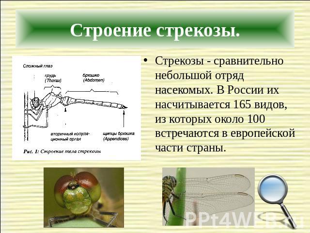Стрекозы - сравнительно небольшой отряд насекомых. В России их насчитывается 165 видов, из которых около 100 встречаются в европейской части страны.