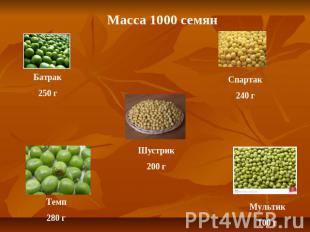 Масса 1000 семян