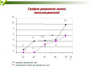 График развития лилии пенсильванской