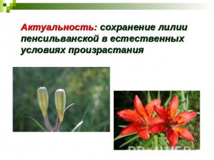Актуальность: сохранение лилии пенсильванской в естественных условиях произраста