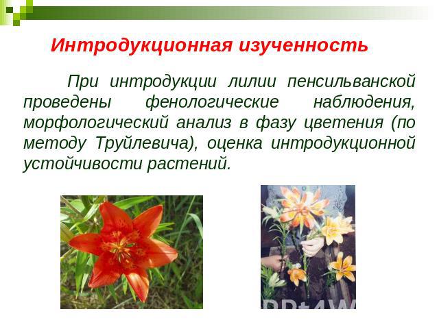 При интродукции лилии пенсильванской проведены фенологические наблюдения, морфологический анализ в фазу цветения (по методу Труйлевича), оценка интродукционной устойчивости растений.