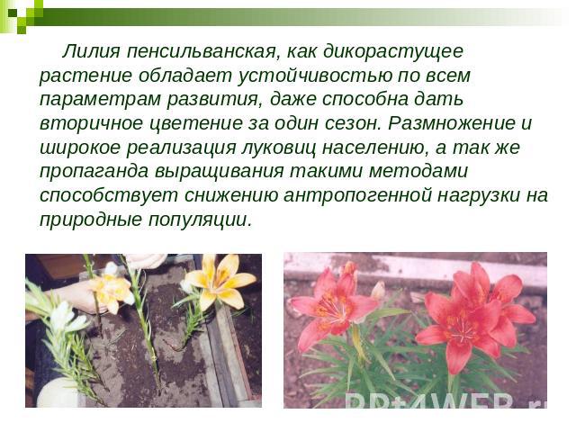 Лилия пенсильванская, как дикорастущее растение обладает устойчивостью по всем параметрам развития, даже способна дать вторичное цветение за один сезон. Размножение и широкое реализация луковиц населению, а так же пропаганда выращивания такими метод…