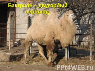Бактриан – двугорбый верблюд