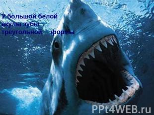 У большой белой акулы зубы треугольной формы