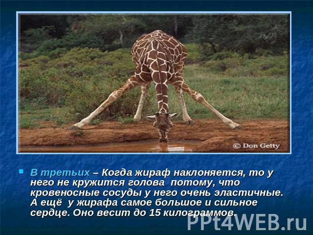 В третьих – Когда жираф наклоняется, то у него не кружится голова потому, что кровеносные сосуды у него очень эластичные. А ещё у жирафа самое большое и сильное сердце. Оно весит до 15 килограммов.