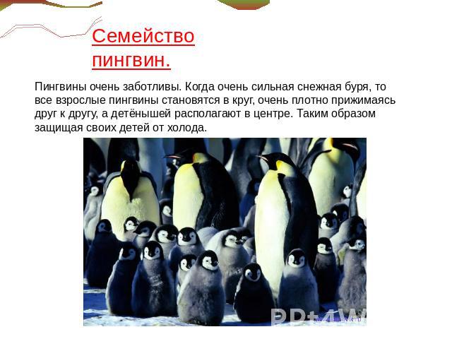 У какого пингвина всегда есть действие. Информация о пингвинах. Рассказ о пингвине. Пингвин детям коротко. Проект про пингвинов.