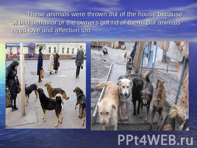These animals were thrown out of the house because of bad behavior or the owners got rid of them. But animals need love and affection too.