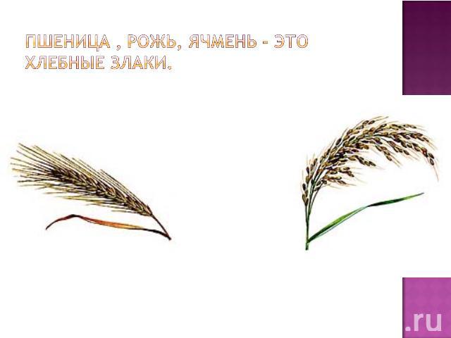 Пшеница , рожь, ячмень - это хлебные злаки.