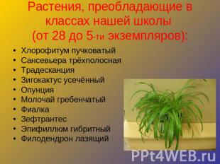 Растения, преобладающие в классах нашей школы (от 28 до 5-ти экземпляров):Хлороф