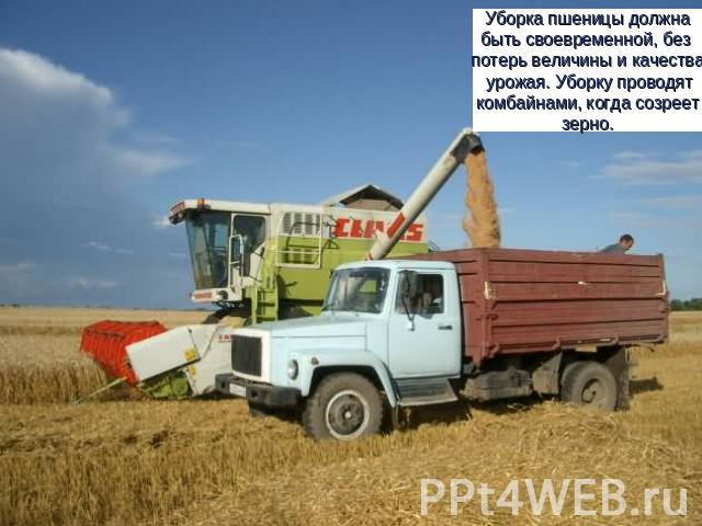 Уборка пшеницы должнабыть своевременной, без потерь величины и качества урожая. Уборку проводят комбайнами, когда созреет зерно.