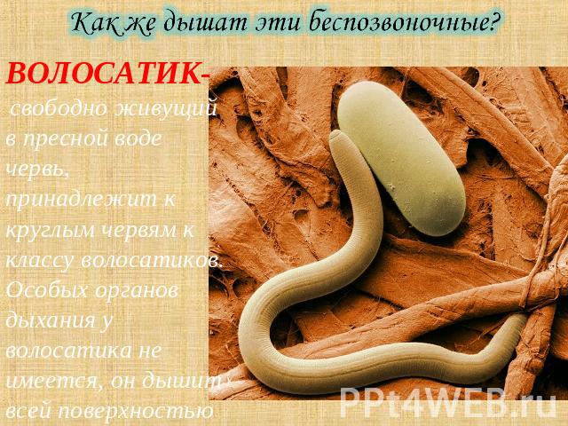 Как же дышат эти беспозвоночные? ВОЛОСАТИК- свободно живущий в пресной воде червь, принадлежит к круглым червям к классу волосатиков. Особых органов дыхания у волосатика не имеется, он дышит всей поверхностью тела.